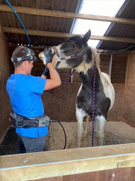 Equine dental examinations