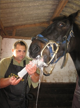 Equine dental specialist
