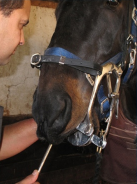 Equine dentistry prices